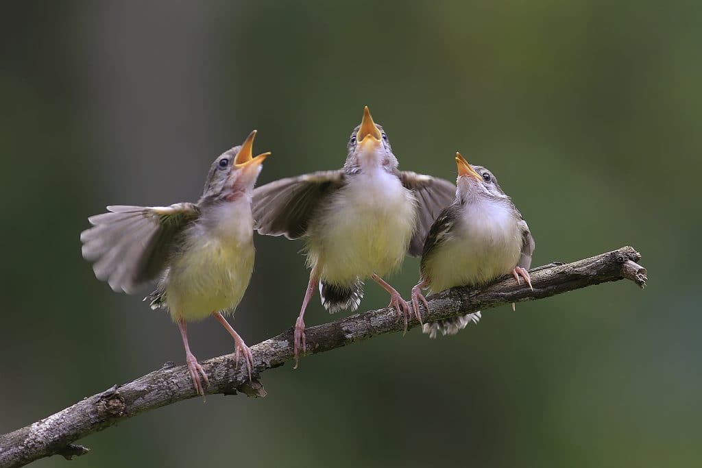 Singing in Animals