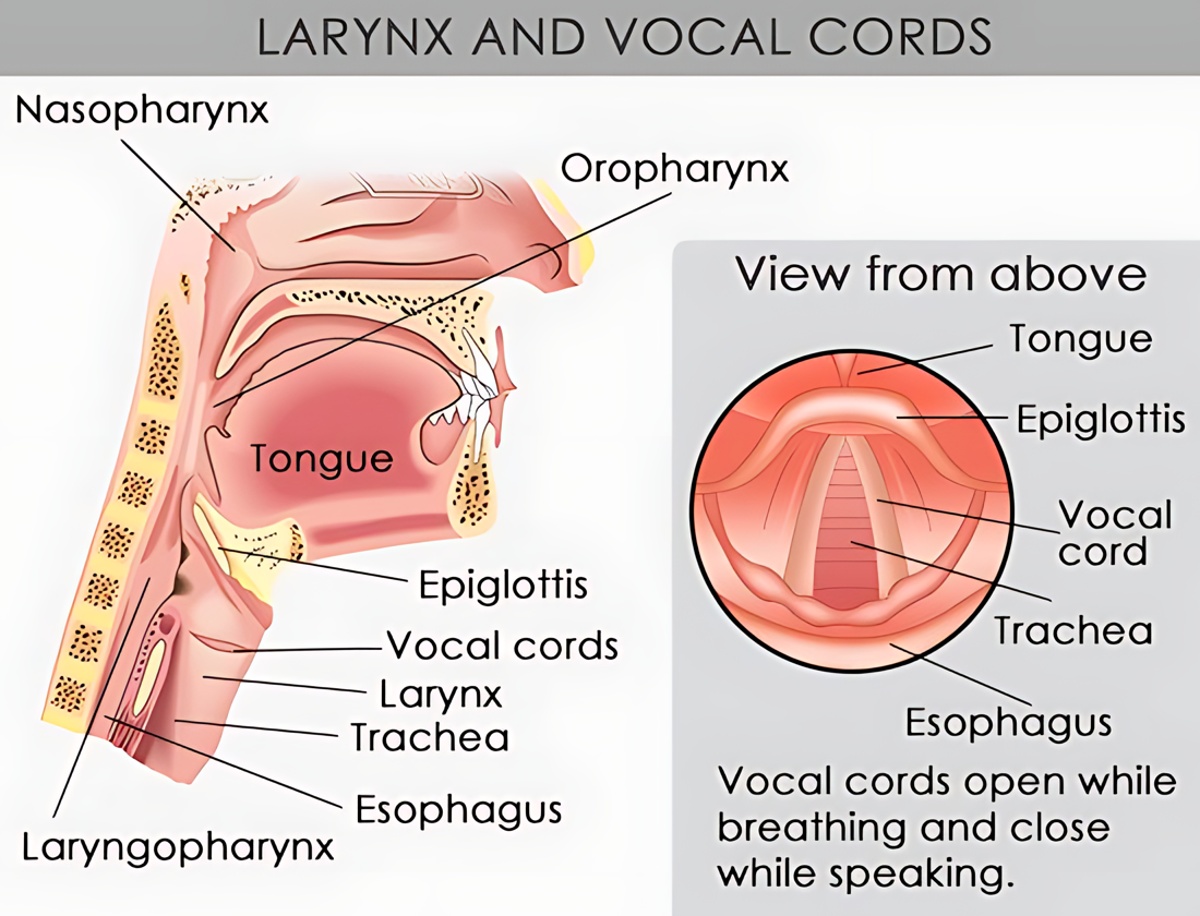 The Science Behind Your Voice