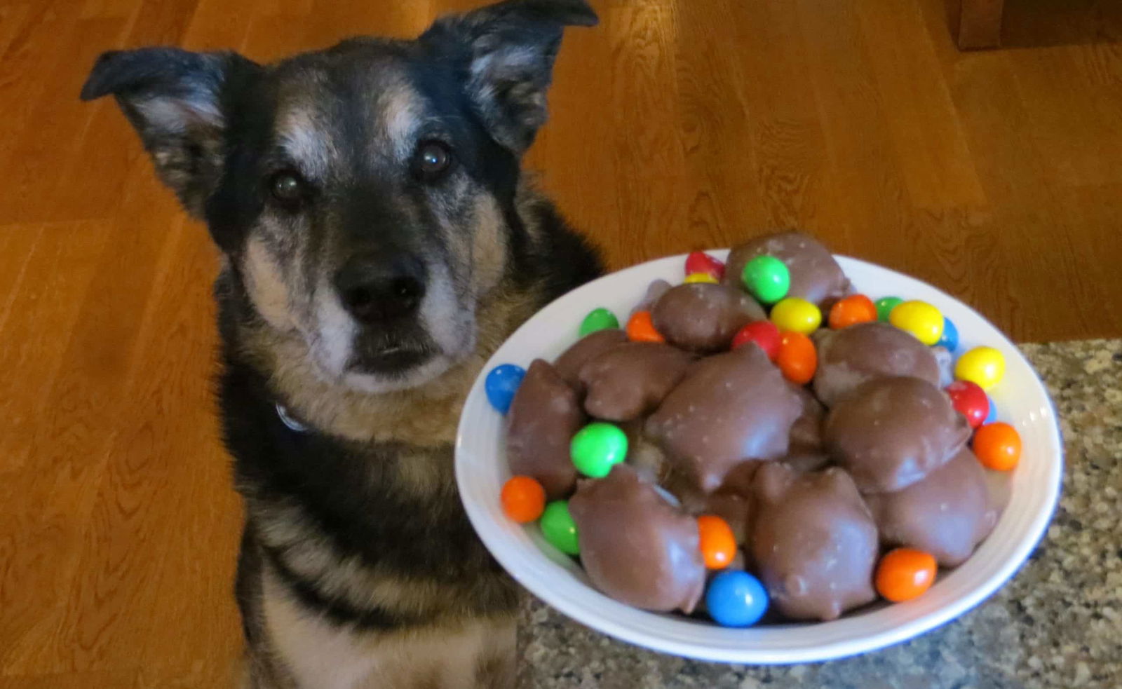 What are Edibles for Dogs?