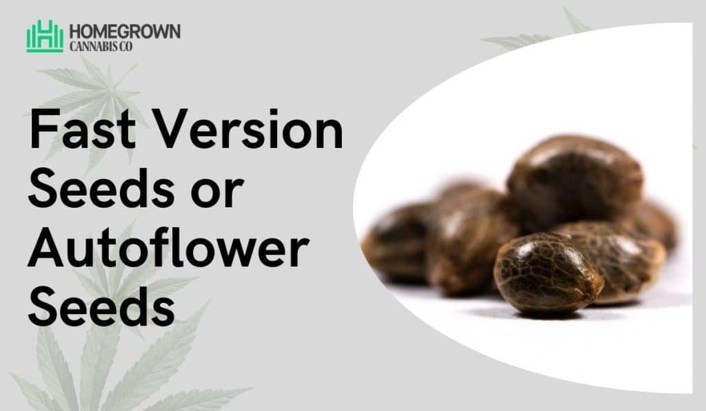 Autoflower Seeds or Fast Version Seeds