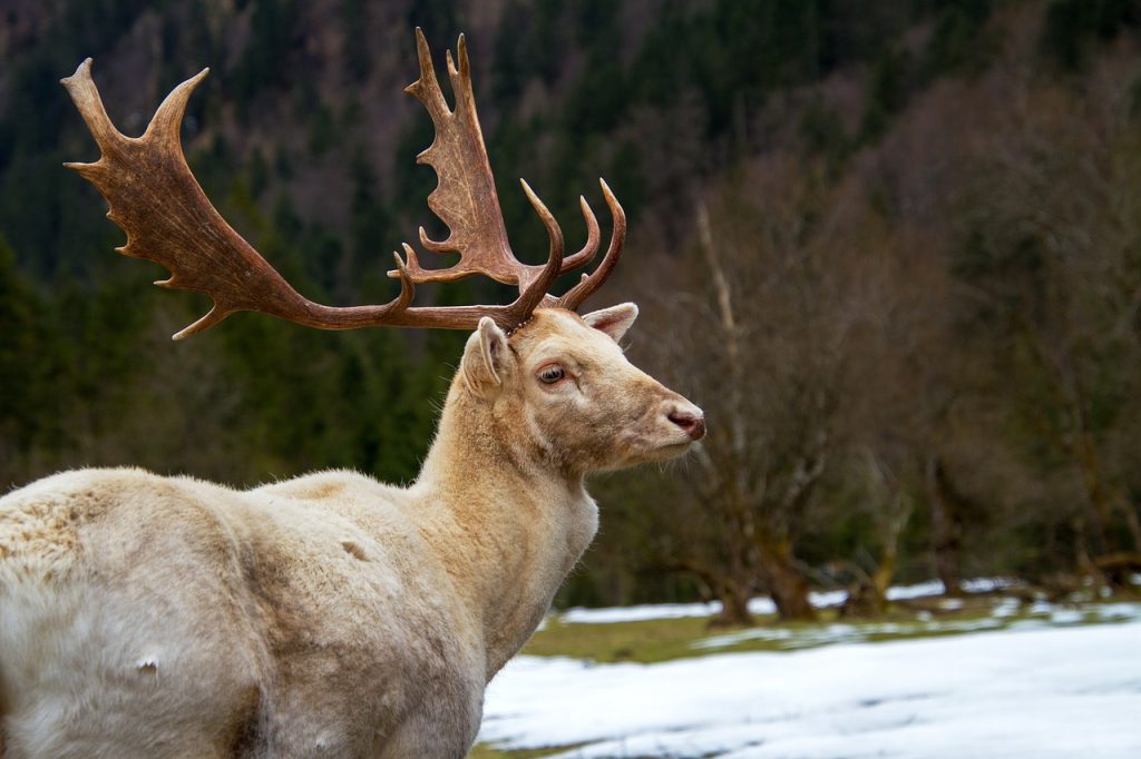 6 Spectacular Places in Antarctica to Experience Wildlife in Style