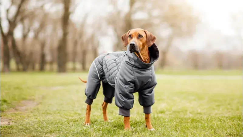 10 Cool Dog Clothes Your Pup Needs This Year