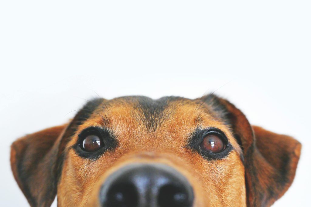 Why Is Your Dog So Itchy In Summer? The Warm Weather Skin Problems Every Pet Owner Should Know About